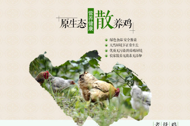 母鸡详情页