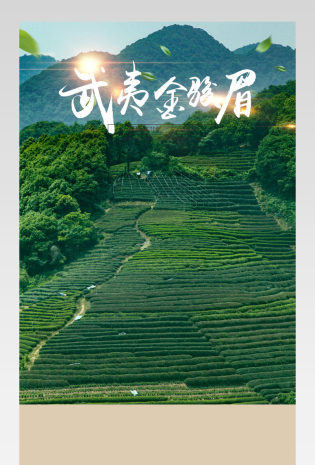 清新风武夷金骏眉详情页产品描述页通用 