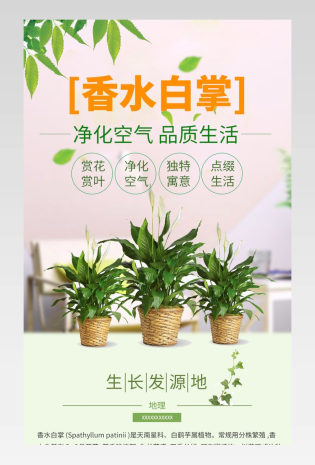 简约小清新绿色植物园林果树香水白掌通用详情页