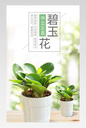 多肉植物碧玉花简约通用详情描述页