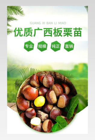 园林果树板栗种球植物板栗苗种植详情页