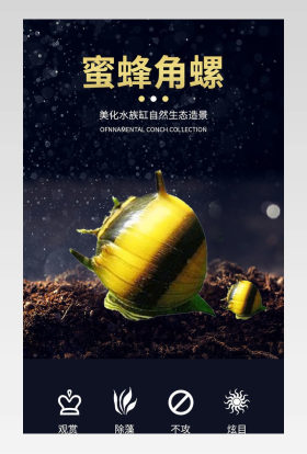 观赏螺宠物螺详情详情页深色黑色
