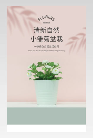 清新自然小雏菊盆栽桌面绿植摆件详情页