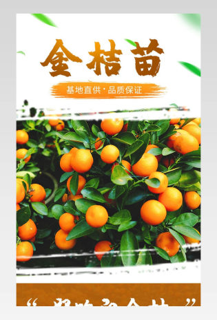 金桔苗详情页果树种植橙色详情页