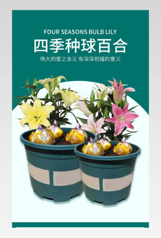 简约大气百合鲜花种球电商详情页设计