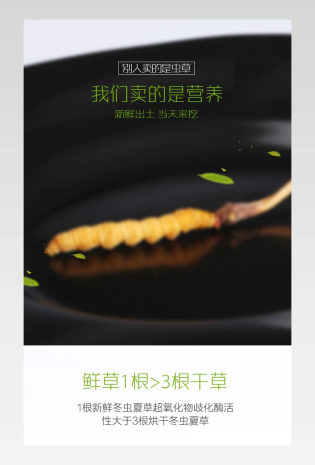 简约冬虫夏草详情页产品描述页通用 