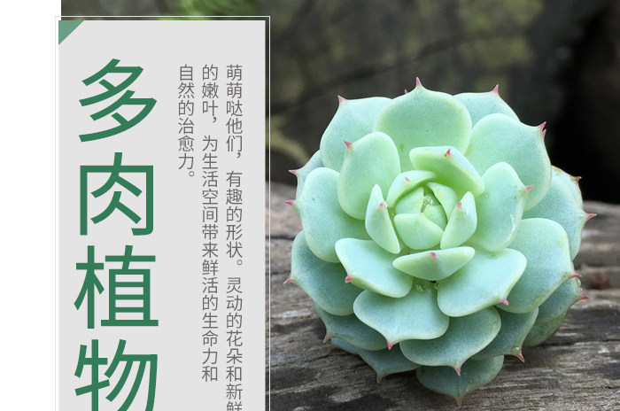 绿色白色小清新绿色植物多肉详情页